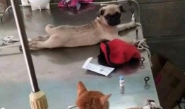 巴哥最新爆料萨博是谁啊,萨博身份大起底！